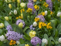 Hyacinths; Wall flowers and Tulips in flower growing in container pots March  Spring