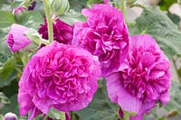 Portrait of Hollyhock, Alcea rosea Chater's Violet 