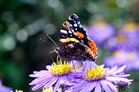 Aster amellus Forncett Flourish with Admiral butterfly, Vanessa atalanta 