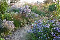Asters and grasses, Miscanthus sinensis, Molinia, Aster vivimeus Lovely 