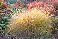 Portrait of fountain grass and blood grass, Pennisetum alopecuroides Hameln, Imperata cylindrica Red Baron 