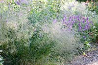 Purple yarrow and hair grass, Stachys grandiflora Superba, Deschampsia cespitosa 