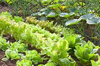 Salads and pumpkin Hokkaido, Lactuca sativa, Cucurbita pepo 