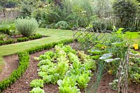 Vegetable garden, Lactuca sativa, Cucurbita pepo 