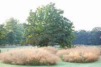 Hairgrass, Deschampsia cespitosa Goldtau 