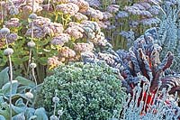 Perennial bed in frost 