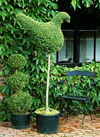Topiary in pots 
