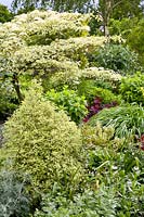 Woody plants and perennials in spring 