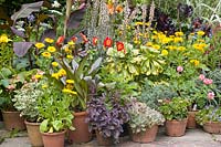 Pot garden with perennials and annuals 