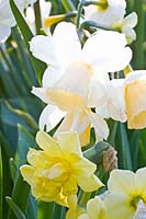Portrait Daffodils 