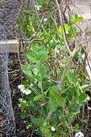 Growing peas, Pisum sativum Meteor 