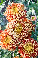 Portrait Chrysanthemum 