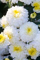 Portrait Chrysanthemum 