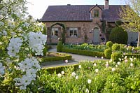 Front garden with tulips and spirea, Tulipa Inzell, Tulipa Mata Hari, Exochorda The Bride 
