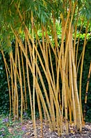 bamboo 