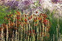 Perennials, grasses and seed heads 