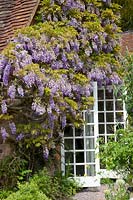 Wisteria on the house 