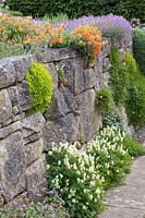 Stone wall with plants 