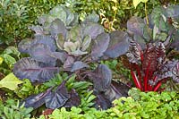 Red-leafed Brussels sprouts and chard,Beta vugaris Rhubarb Chard,Brassica oleracea Falstaff 
