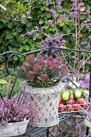Skimmia and heather in pot,Skimmia japonica Rubella,Calluna vulgaris Garden Girls 