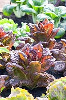 Portrait Romaine lettuce, Lactuca sativa Nymans 