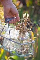 Collected seed heads in glasses 