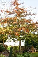 Portrait of scarlet oak, Quercus coccinea 