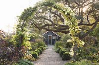 Autumn garden with boxwood, wisteria, apple tree, Buxus, Wisteria, Malus domestica 