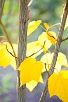 Bark and autumn leaves of the striped maple, Acer tegmentosum White Tigress 
