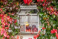 Birdcage as decoration between wild vine, Parthenocissus quinquefolia 