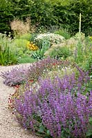 Gravel garden with perennials and grasses, Rudbeckia maxima, Chrysanthemum serotinum Festtafel, Stipa gigantea, Salvia verticillata, Potentilla Flambeau 