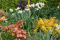 Perennials and daffodils, Spiraea Goldflame, Narcissus Geranium, Heuchera Caramel 