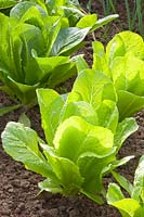 Portrait of Romaine lettuce, Lactuca sativa 