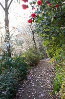 Magnolias and camellias in the Botanical Garden of Otto Eisenhut 