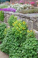 Wall in the rock garden, Corydalis lutea 