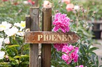 Sign with peony, Paeonia lactiflora Cameo 