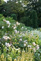 Rosa Penelope, Geranium pratense, Phlomis russeliana, Alchemilla mollis, Sisyrinchium striatum, Centranthus ruber Albus 