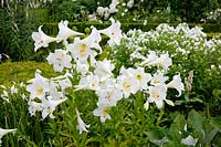 White garden with trumpet lily, Lilium longiflorum White Elegance, Phlox 