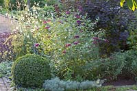 Buddleia Buzz Velvet, Cotinus coggygria Royal Purple, Buxus, Artemisia schmidtiana Nana 