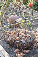 Onions for drying, Allium cepa 