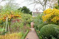 Bed with perennials and ornamental apples, Wisteria, Buxus, Malus domestica, Malus Evereste 
