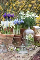 Pots with Galanthus nivalis, Iris reticulata Katherine Hodgkin, Iris reticulata Alida, Helleborus orientalis 