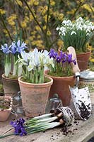 Pots with Galanthus nivalis, Iris reticulata Katherine Hodgkin, Iris reticulata Alida 
