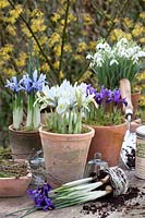Pots with Galanthus nivalis, Iris reticulata Katherine Hodgkin, Iris reticulata Alida 