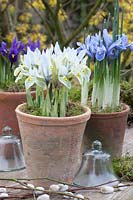 Pots with Iris reticulata Katherine Hodgkin, Iris reticulata Alida 