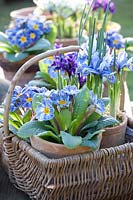 Cushion primroses and reticulated iris, Primula vulgaris Zebra Blue, Iris reticulata Alida 