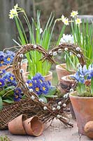 Heart of Branches, Narcissus Minnow, Iris reticulata Alida, Primula vulgaris Zebra Blue 