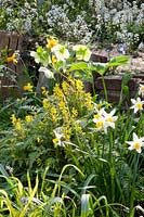 Bed with larkspur, daffodils and Lenten roses, Corydalis cheilanthifolia, Narcissus Jack Snipe, Helleborus orientalis 