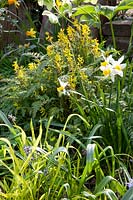 Bed with larkspur, daffodils, Lenten roses and millet grass, Corydalis cheilanthifolia, Narcissus Jack Snipe, Helleborus orientalis, Millium effusum 