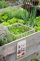 Raised bed with rocket, onions, lettuce, thyme, cress, Eruca sativa, Allium cepa, Lactuca sativa, Thymus, Lepidium sativum 